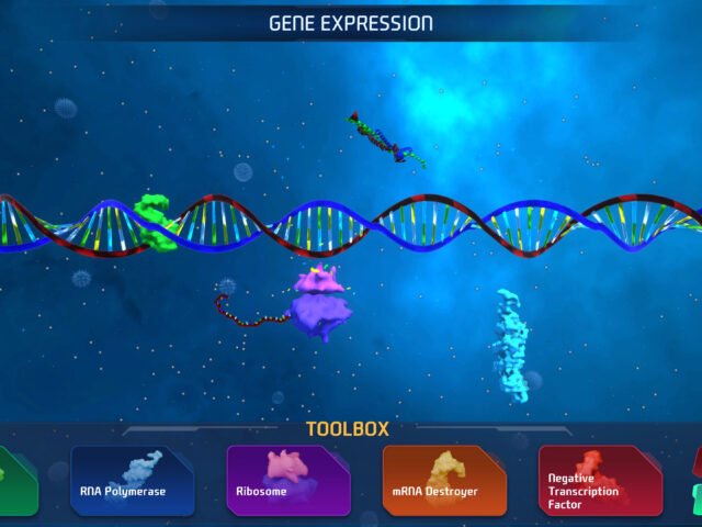 Educational Simulations Portfolio: Gene Expression Project