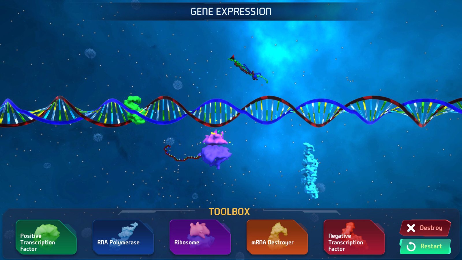 Educational Simulations Portfolio: Gene Expression Project